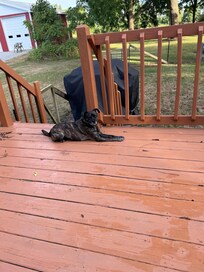 Our SoCo enjoying the deck out back.