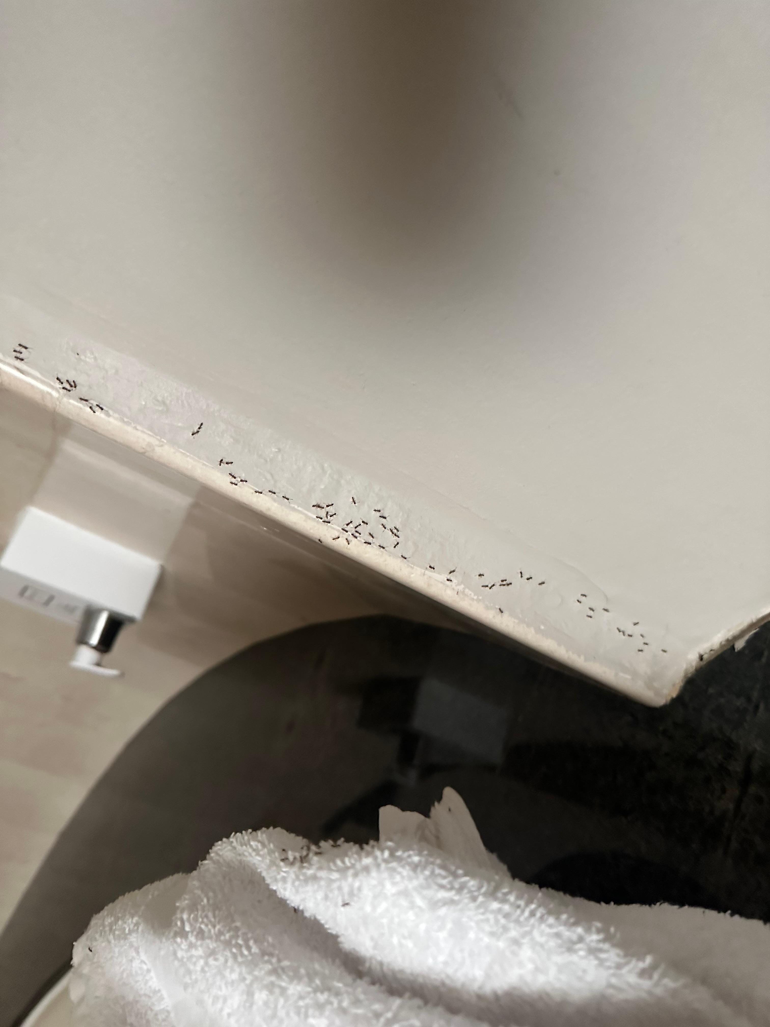 Ants crawling over everywhere ! 