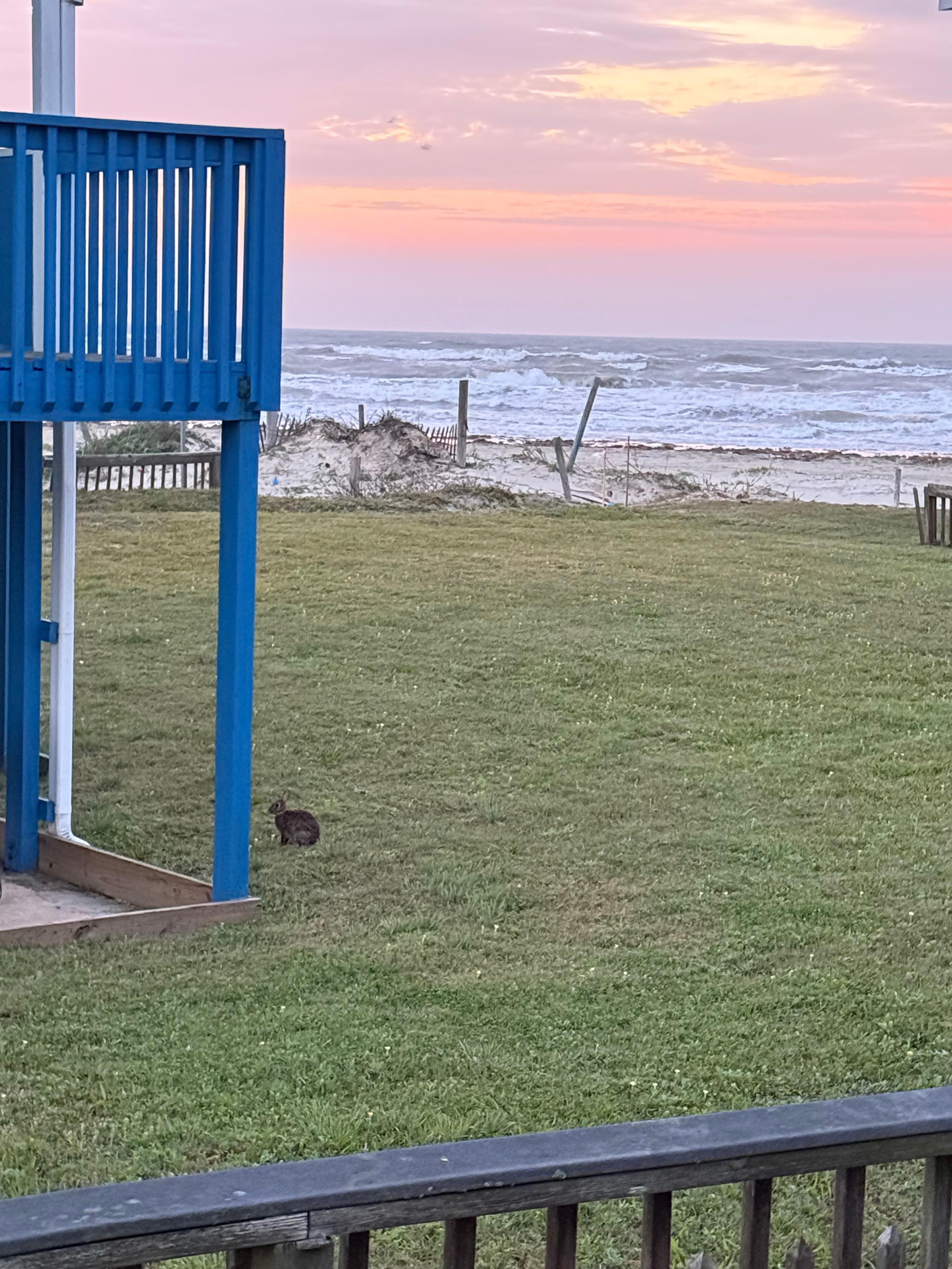 Great view from ground level and there are adorable little bunnies all over. Perfect for Easter weekend! 