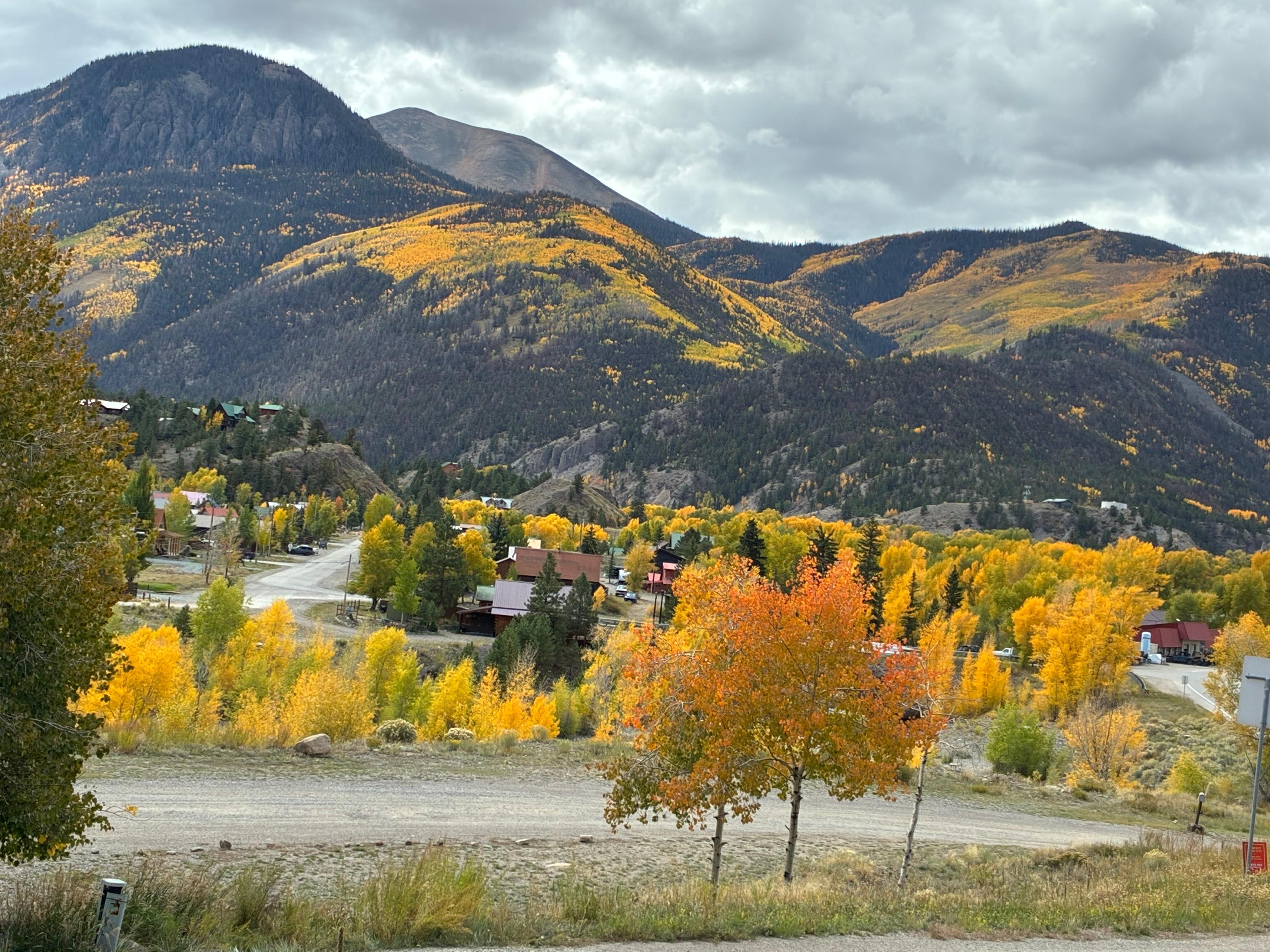 Aspen trees blanket the mountainside view! 
