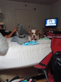 Dog sitting think he was comfortable