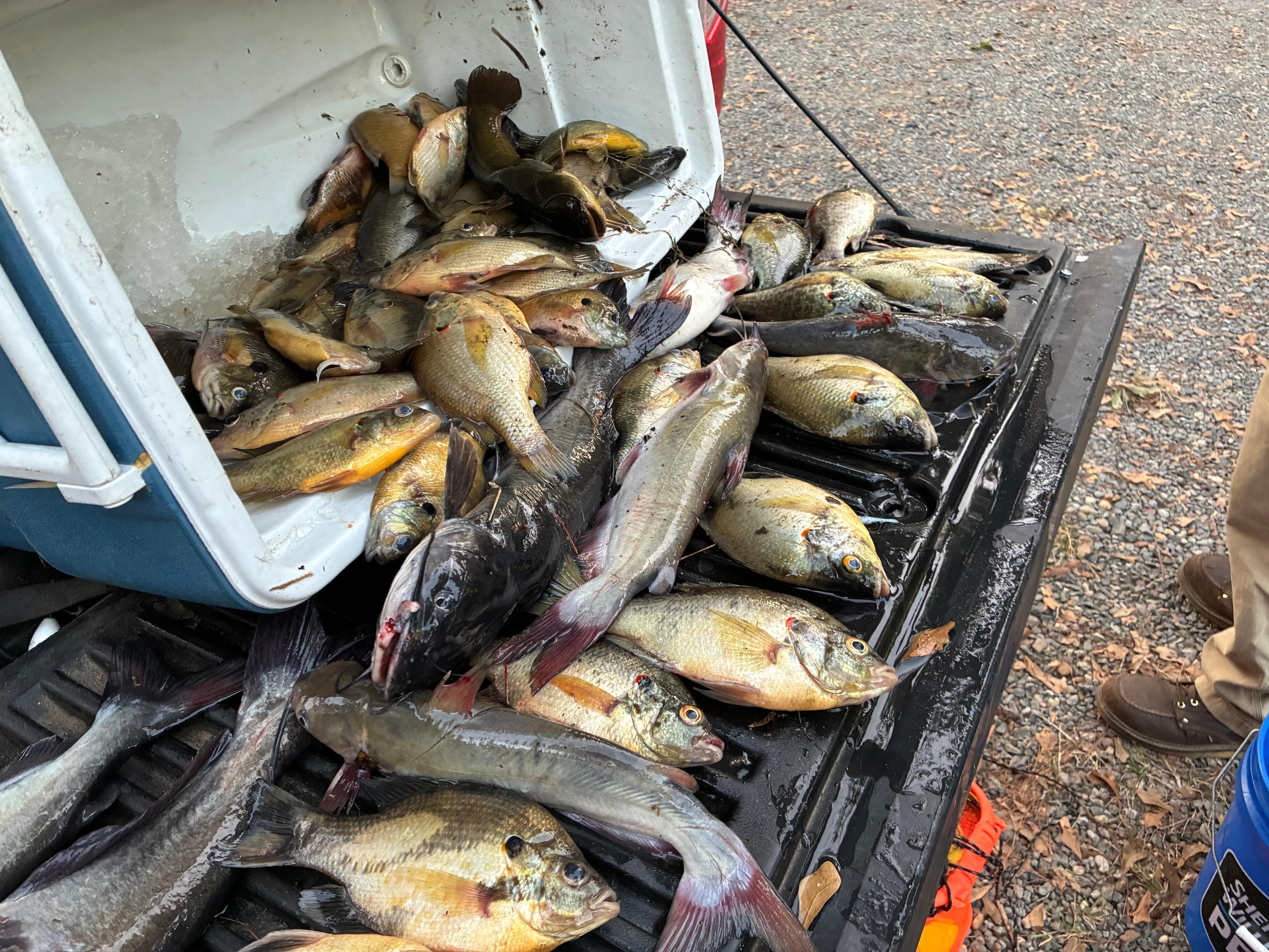 We ended up with 21 big catfish and 65 red ear bream