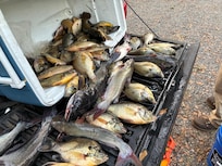 We ended up with 21 big catfish and 65 red ear bream