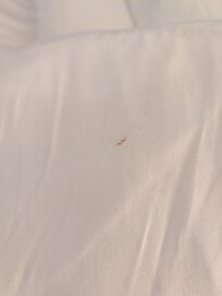 Blood on sheets