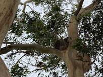 We were lucky to spot 3 Koalas!