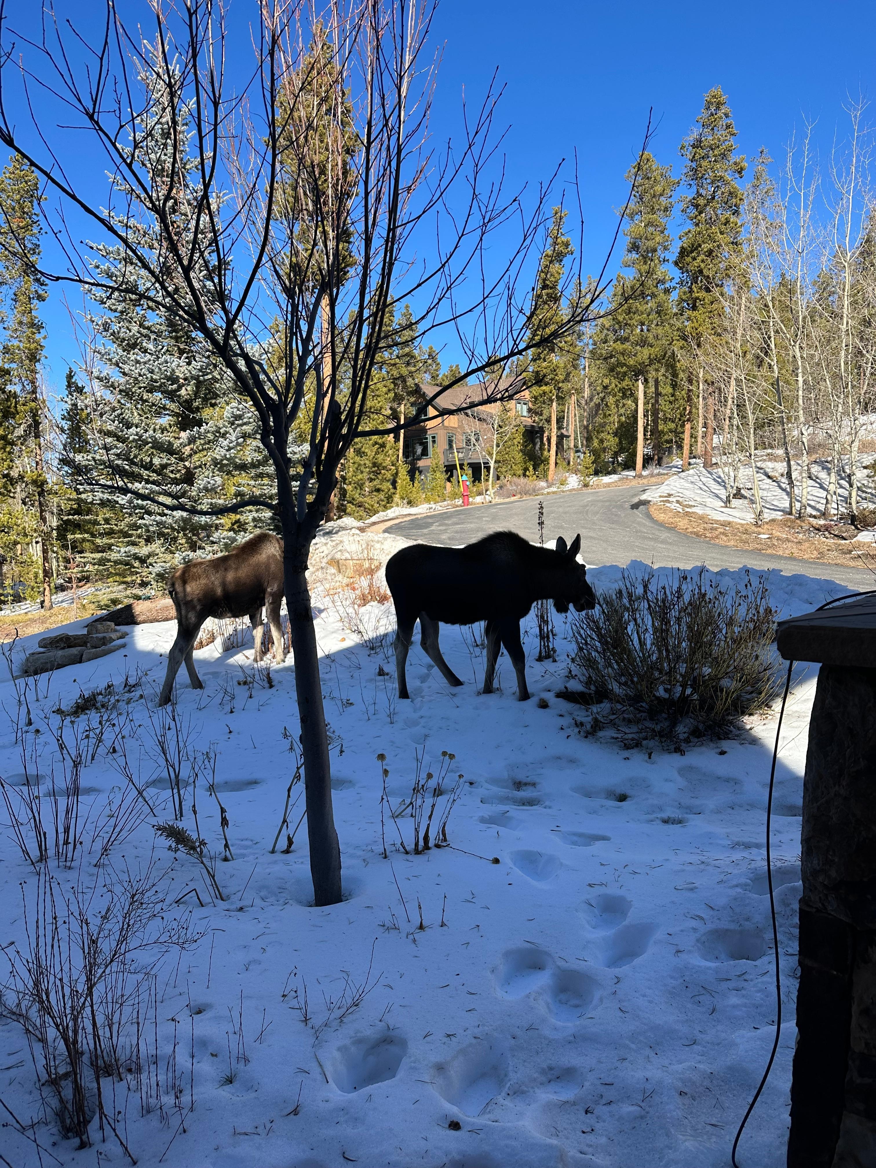 We had visitors each morning! 