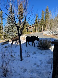 We had visitors each morning!