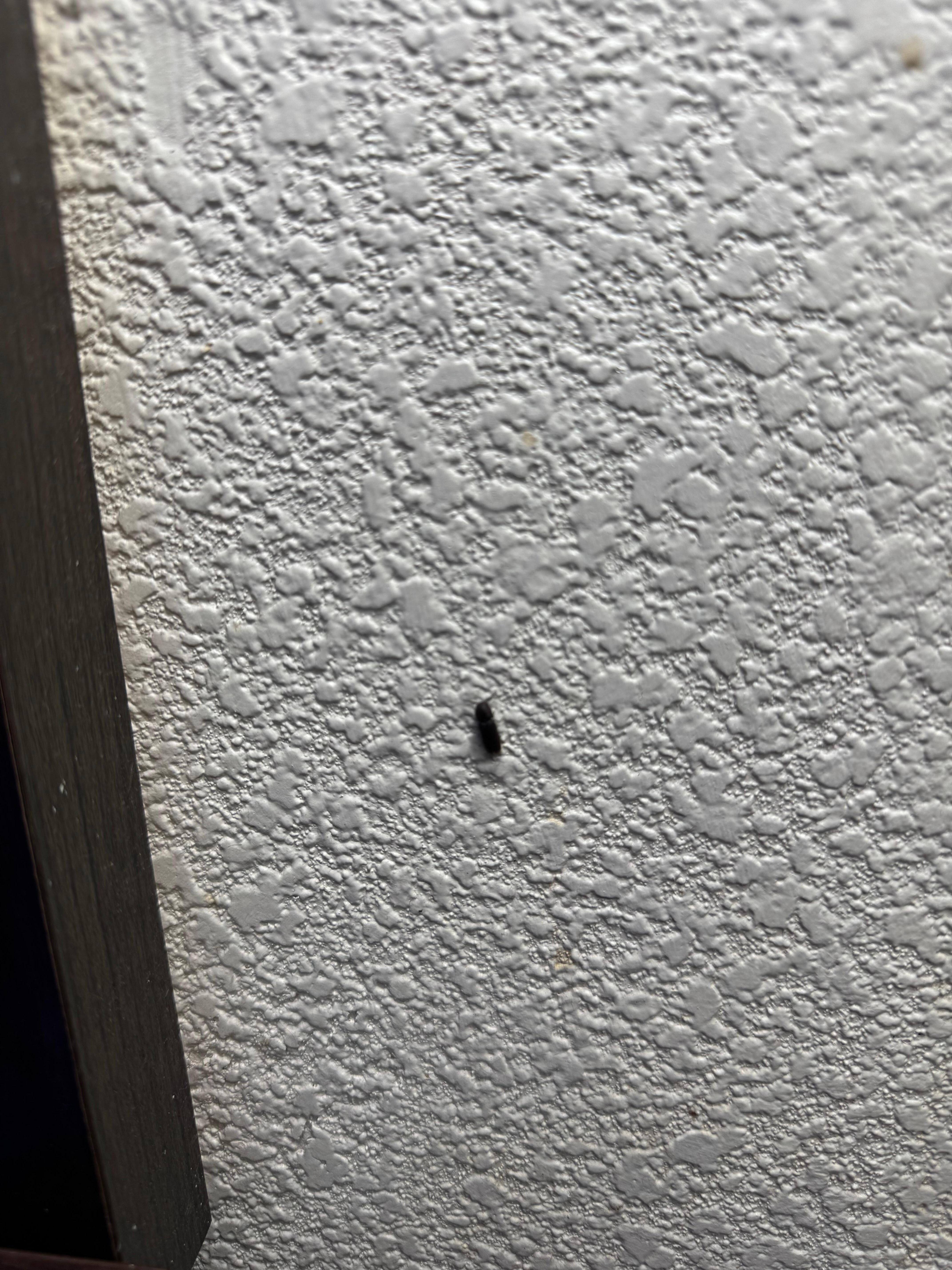 Live insect