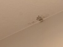 Mold/mildew on bathroom ceilings