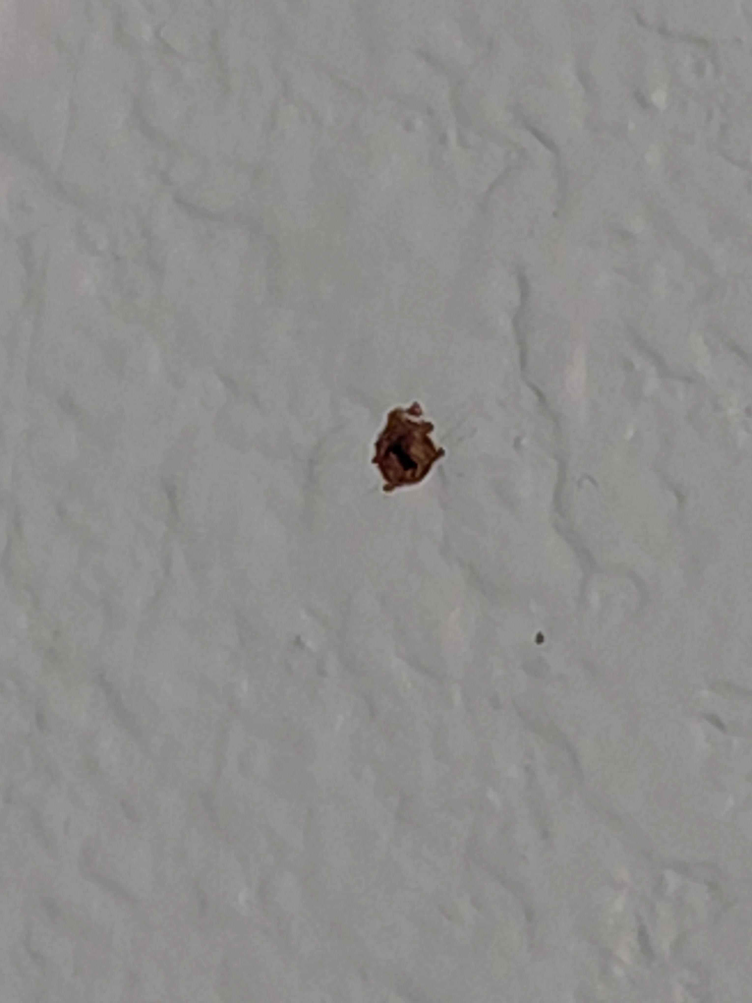 Bugs on wall