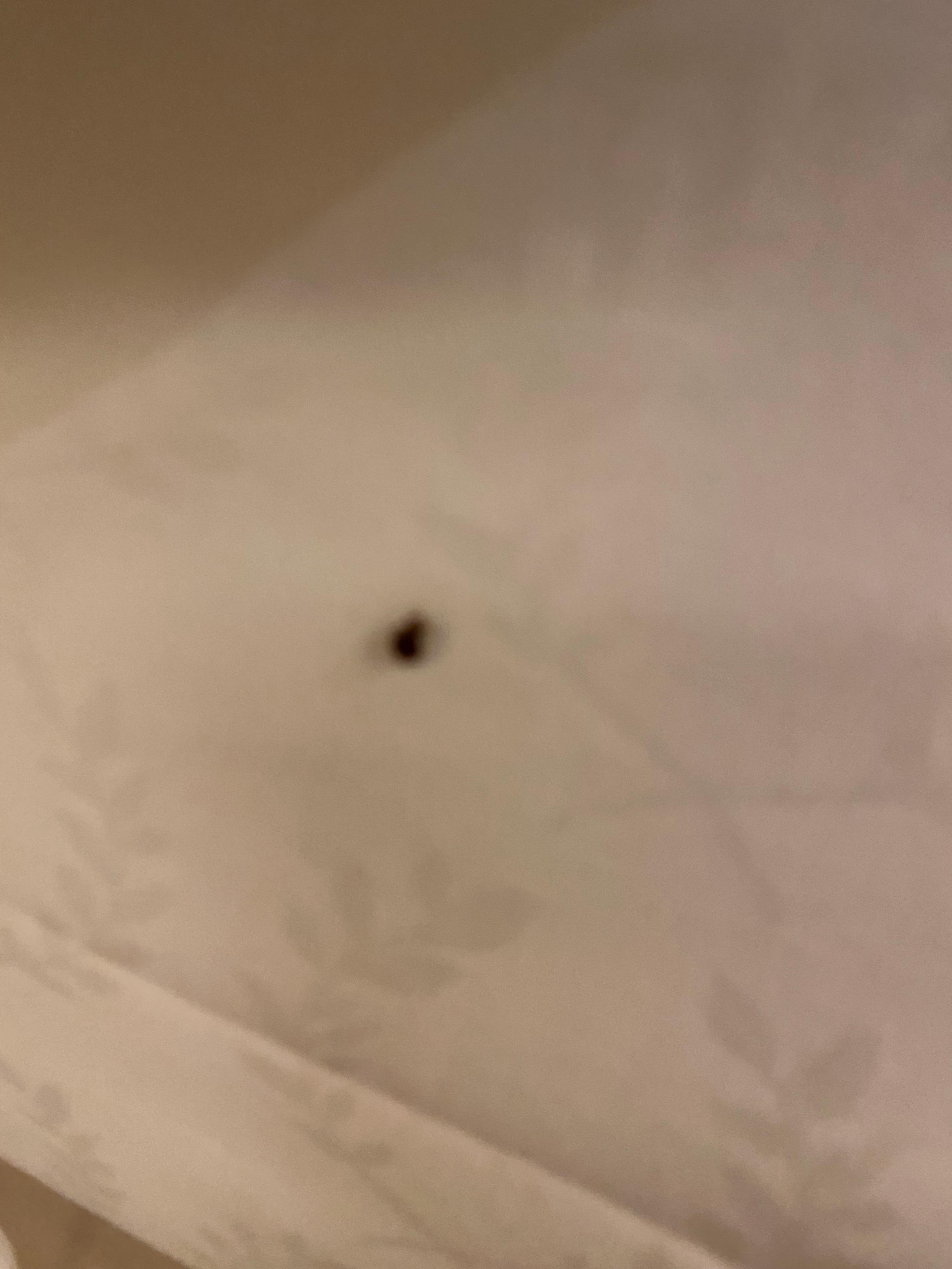 Bed bug on my bed