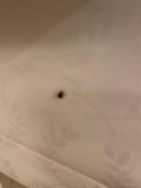 Bed bug on my bed