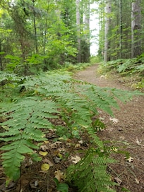 Wisconsin woods