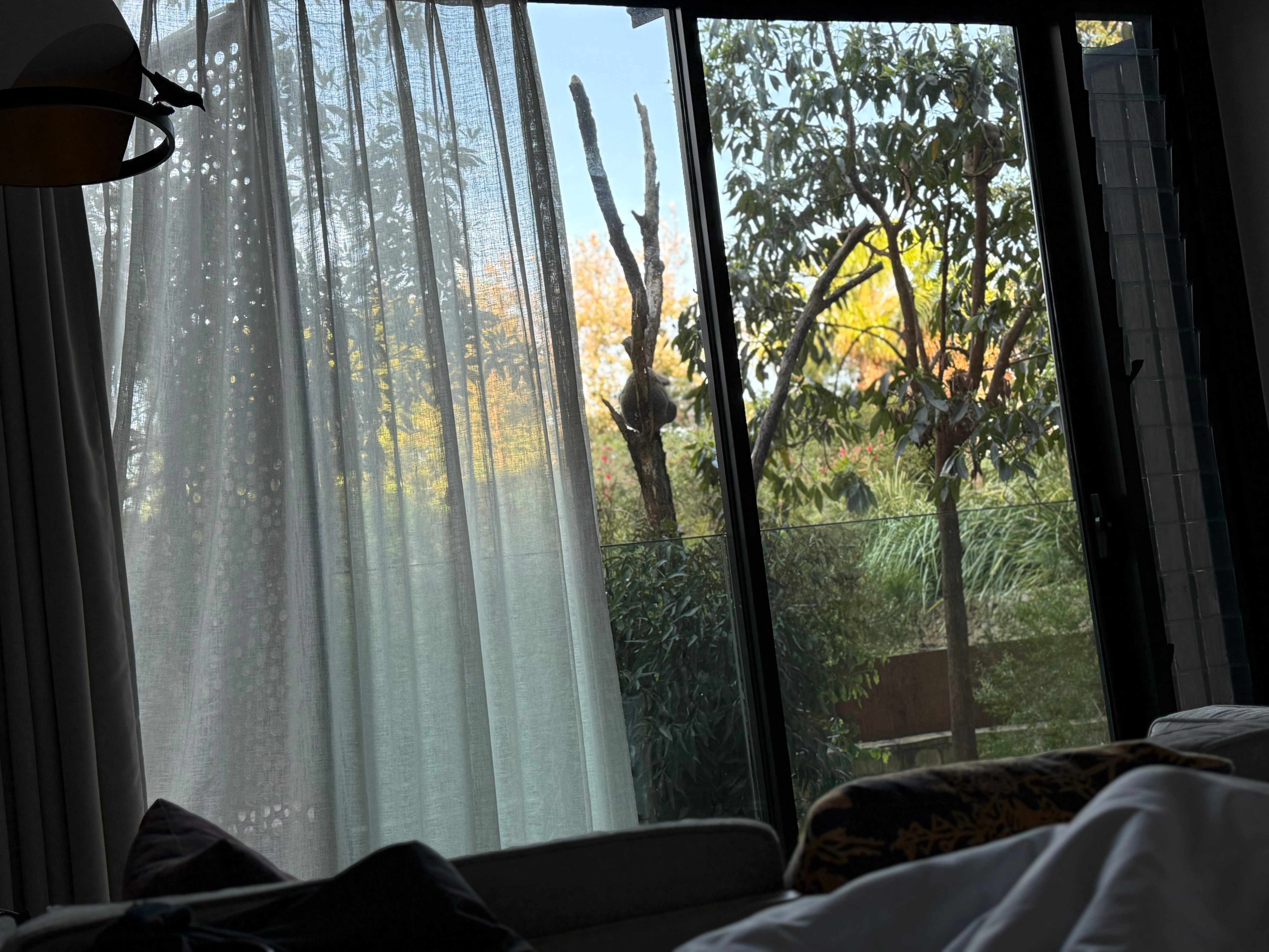 Our view from the animal bush room!