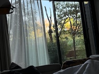 Our view from the animal bush room!