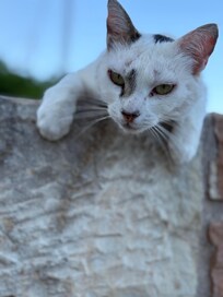 Smudge