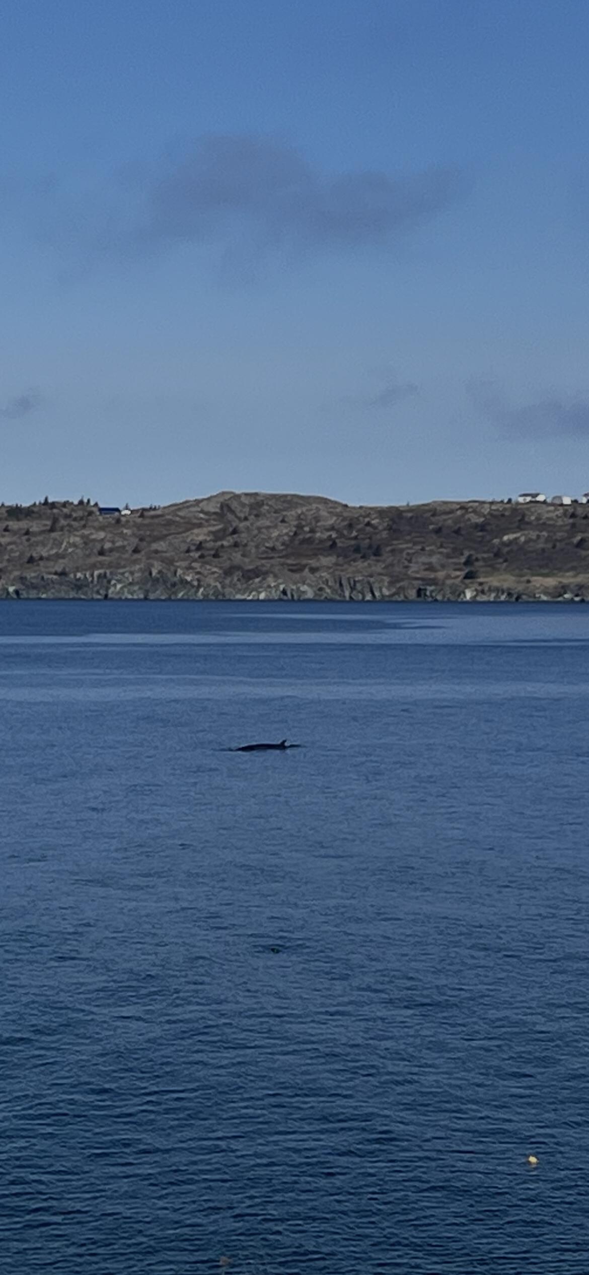 Saw five whales in the morning around 9:30am. 