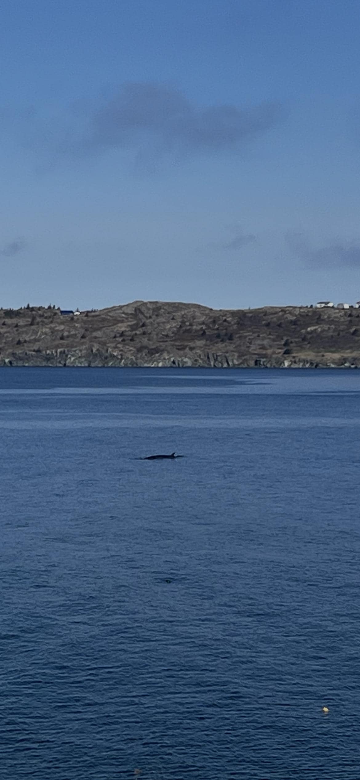 Saw five whales in the morning around 9:30am.