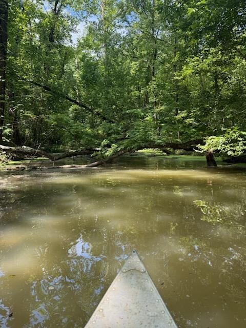 Swampy area toward the back of the cove. Caught a handful of bass back here.