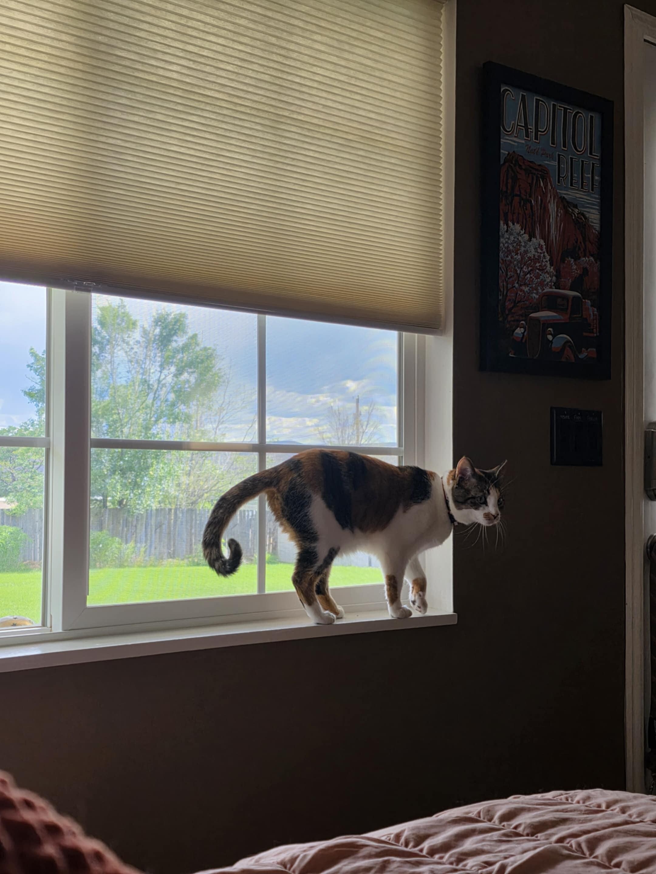 Cheyenne really loved the big window to watch the yard.