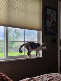 Cheyenne really loved the big window to watch the yard.
