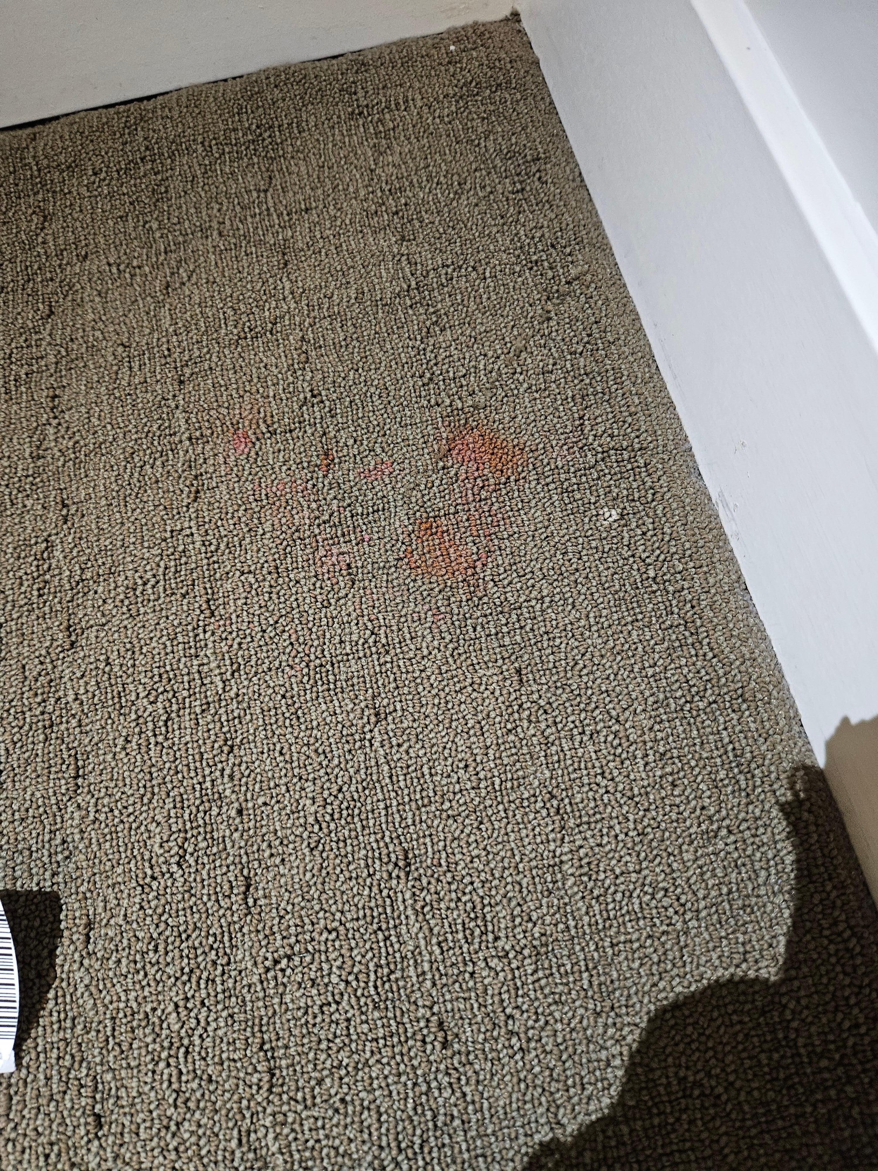 Stain on carpet in a bedroom