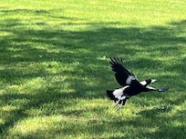 The grass area