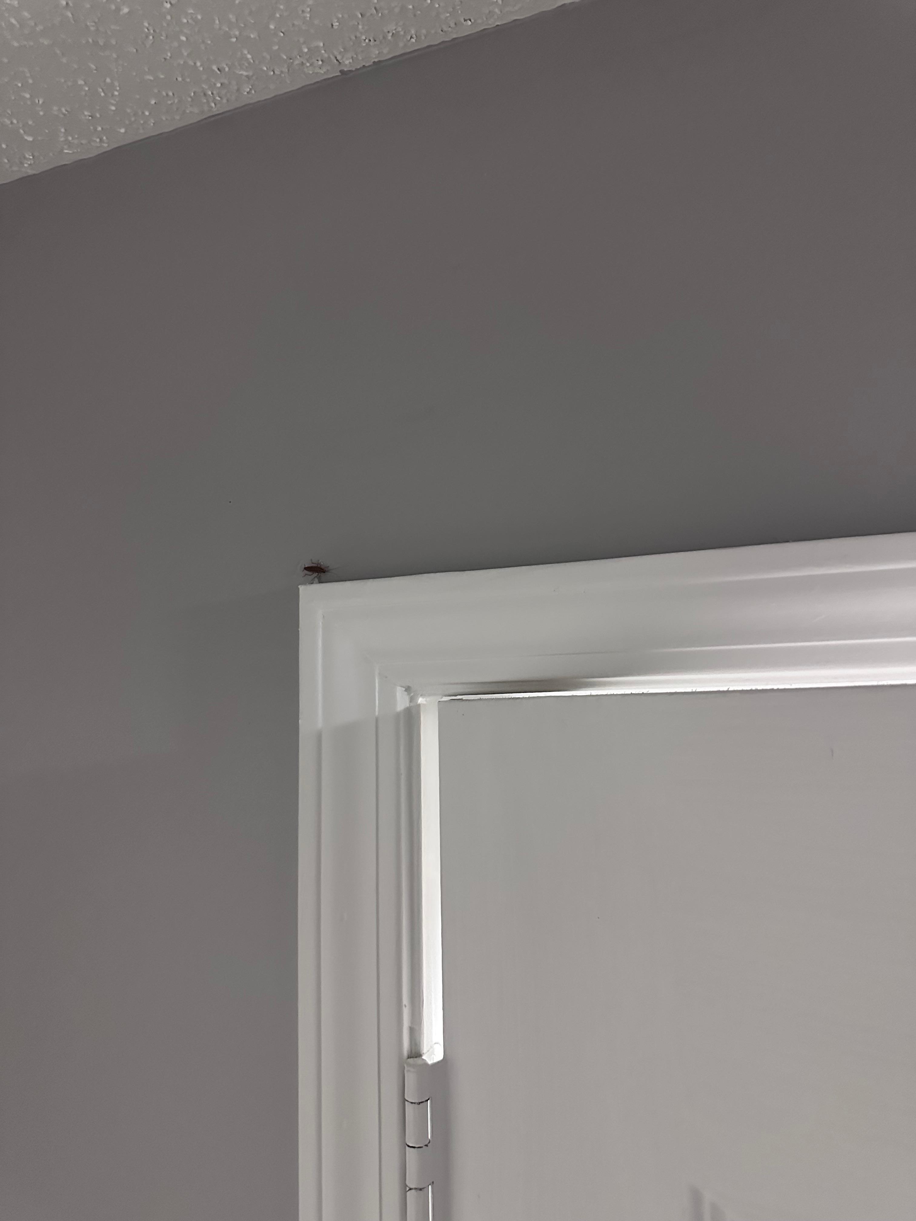 Roaches crawling on the wall and cracks of  door in bedroom