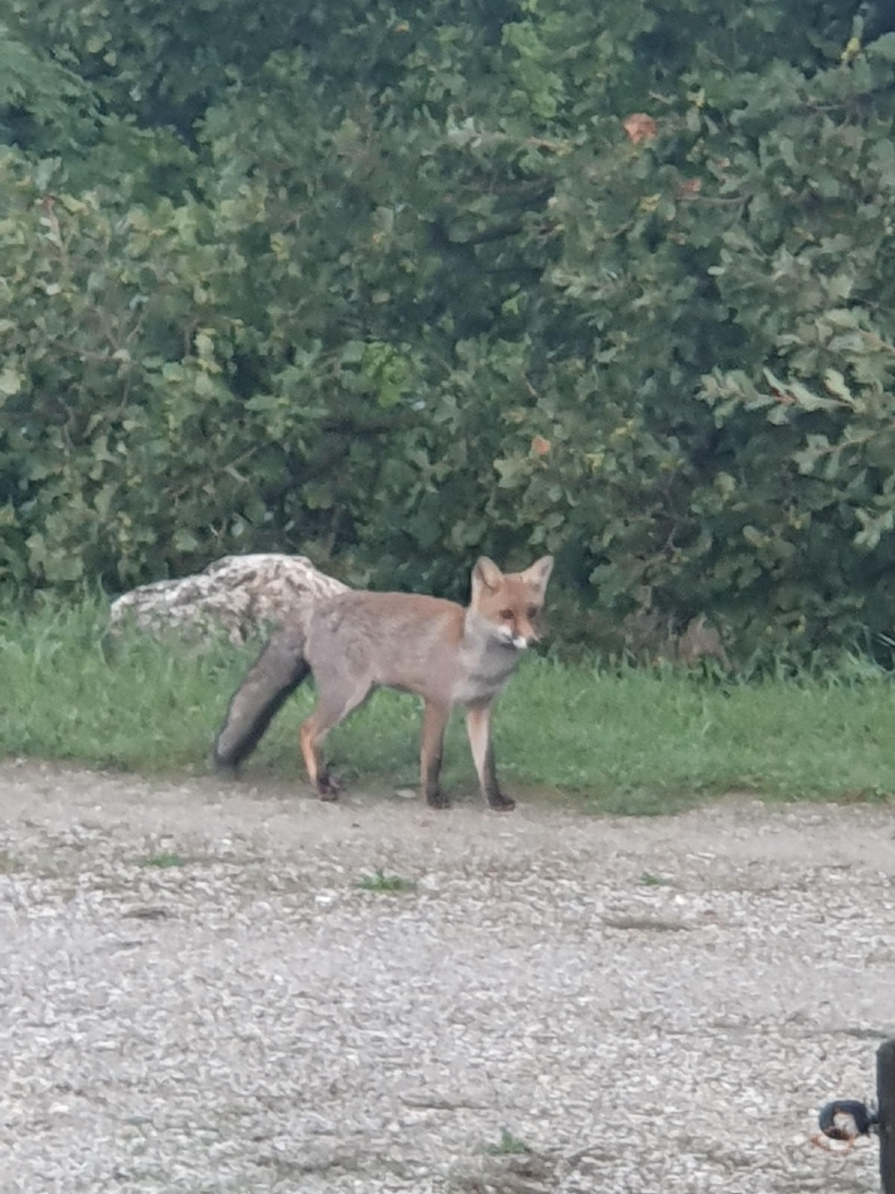 Kleiner Fuchs, der auf einen Besuch vorbeigekommen ist.