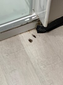 Dead bugs in the bathroom
