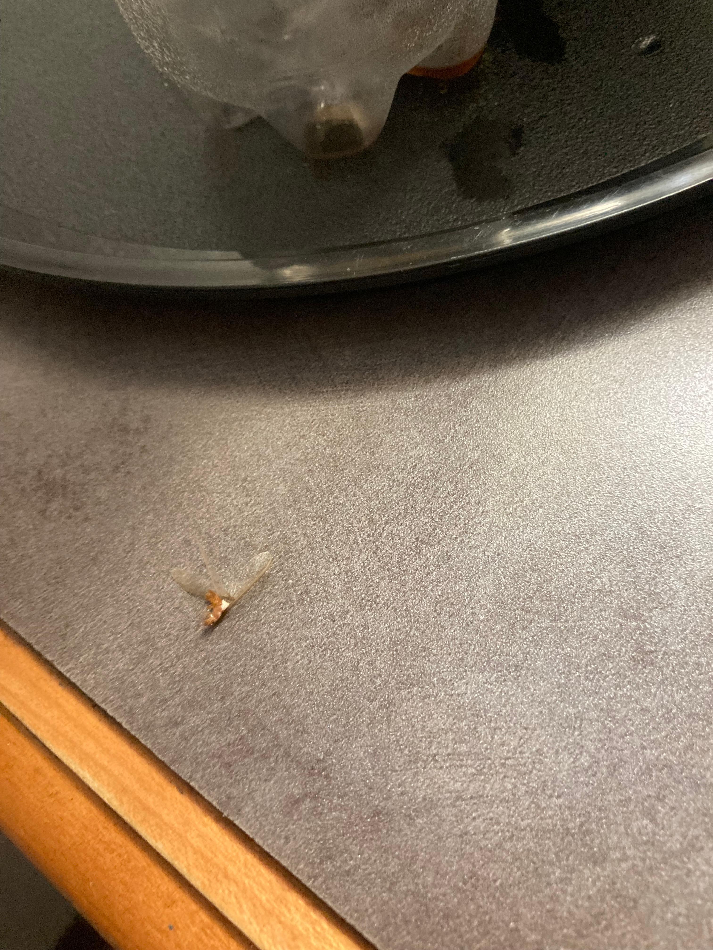 Termite flying around first night and gnats.