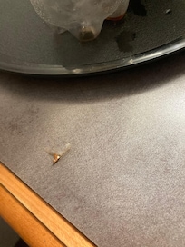Termite flying around first night and gnats.