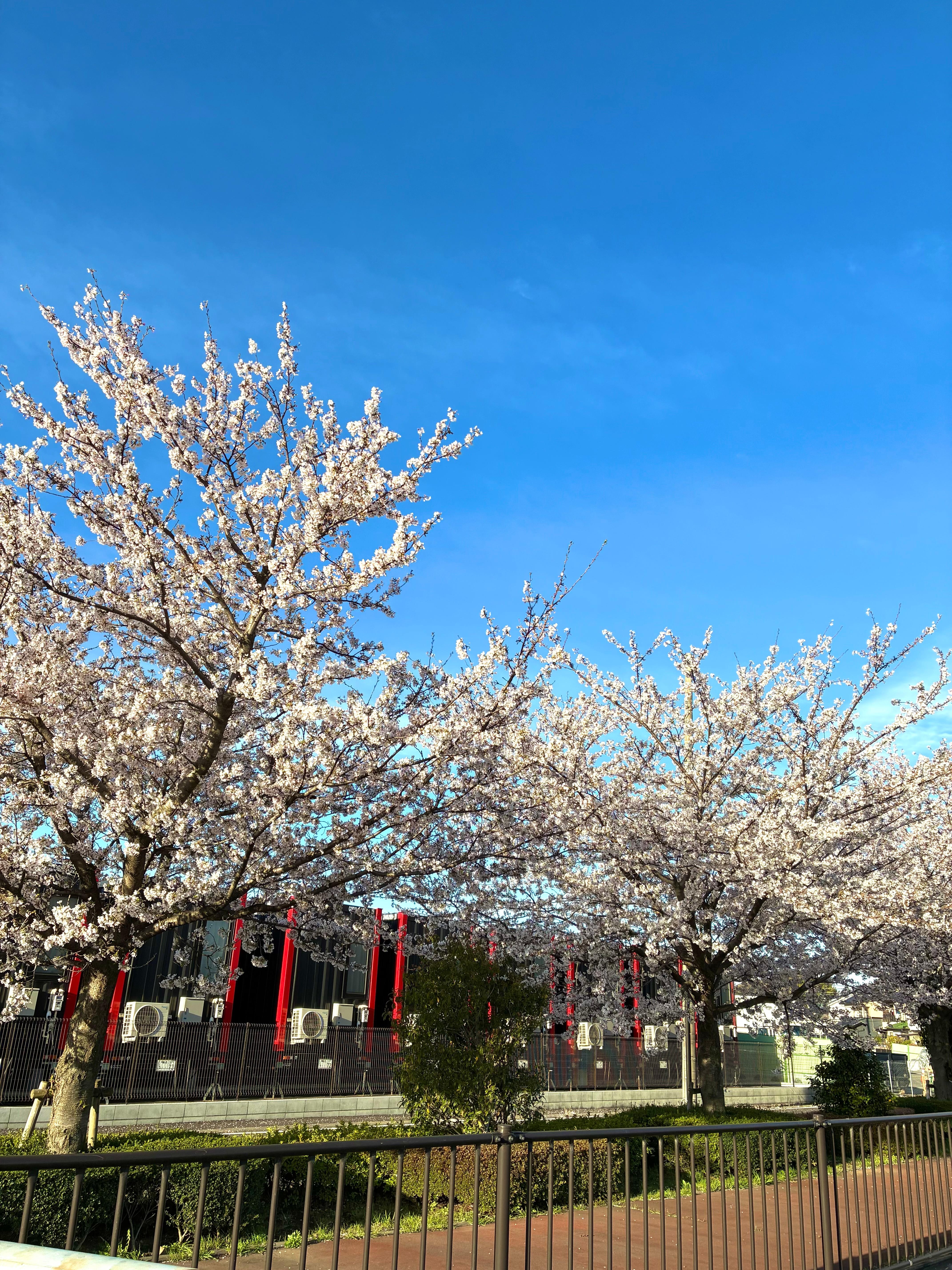 朝の散歩で撮りました