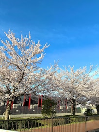 朝の散歩で撮りました