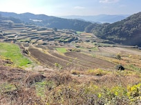 Les rizières à étages