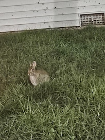 Outdoor visitors