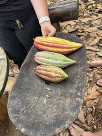 Cocoa farm. You will learn about and get to eat the variaties of chocolate.