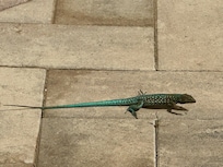 Spot our daily visitor