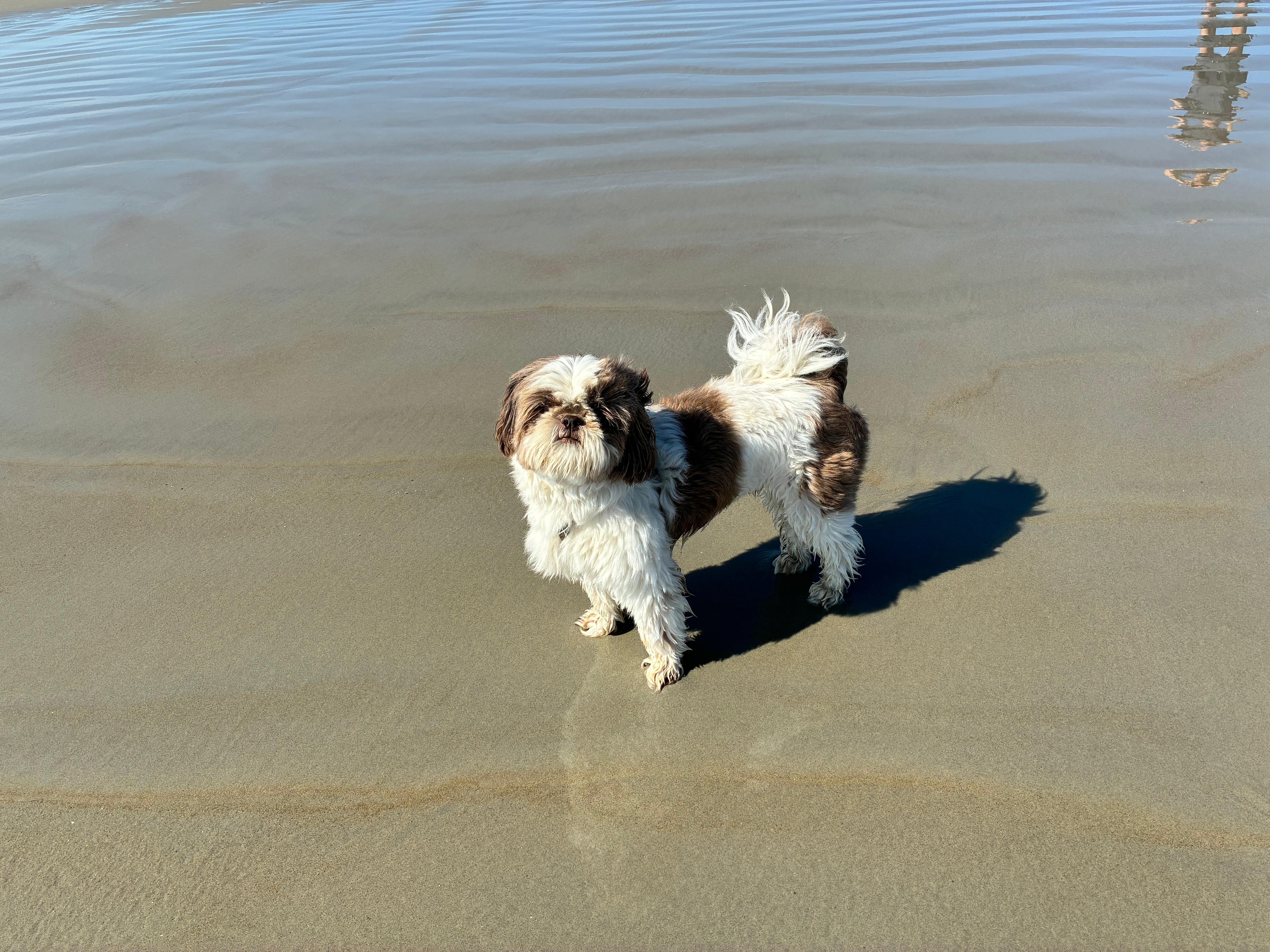 Happy pup at beach where dogs welcome after September 8th. 