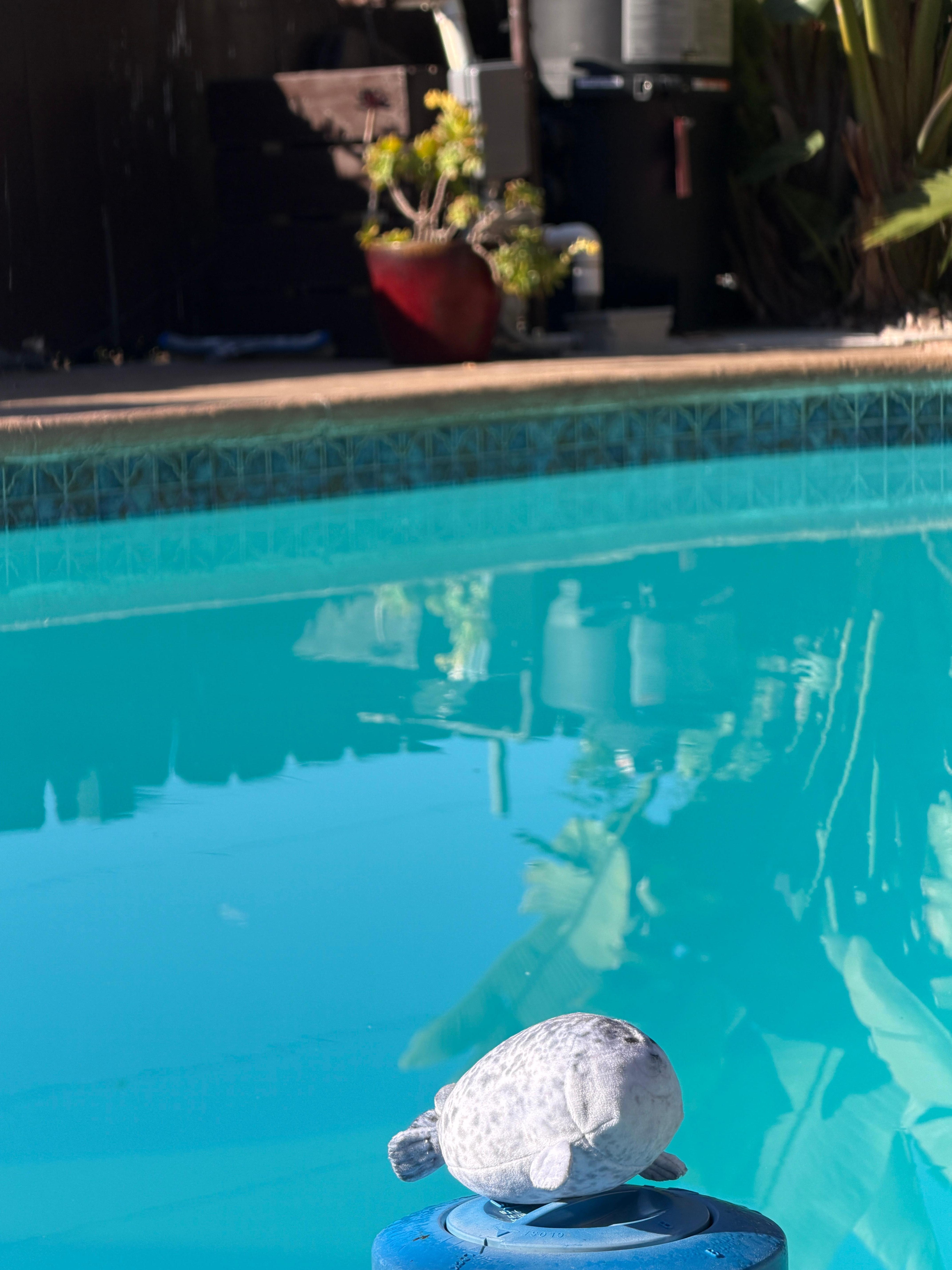 Seal swimming on chlorine dispenser 