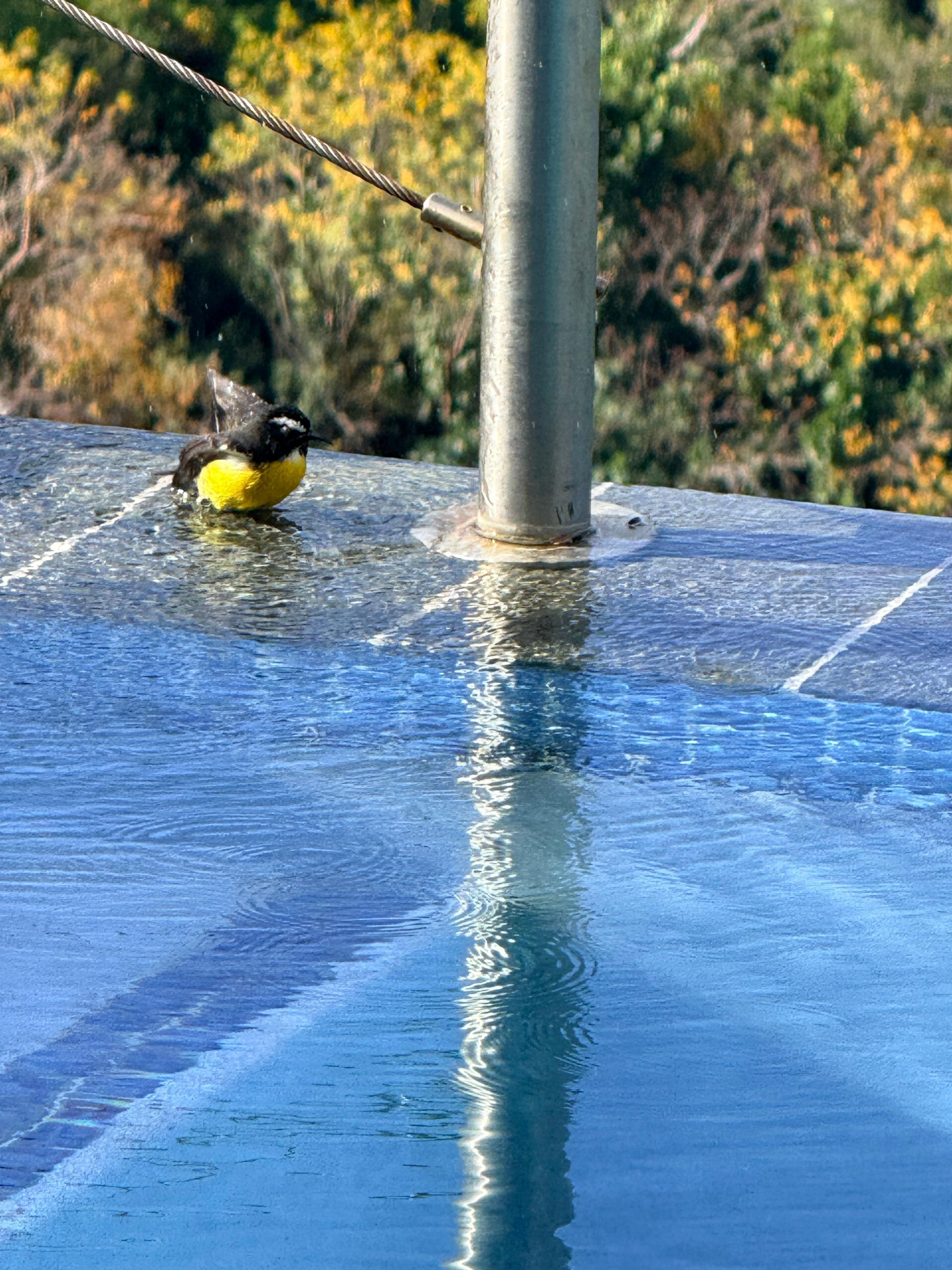 My daily friend who visited the pool and was a delight to walk. 