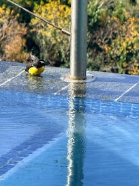 My daily friend who visited the pool and was a delight to walk.