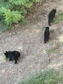 We saw baby bears (Mom was out of the picture!)