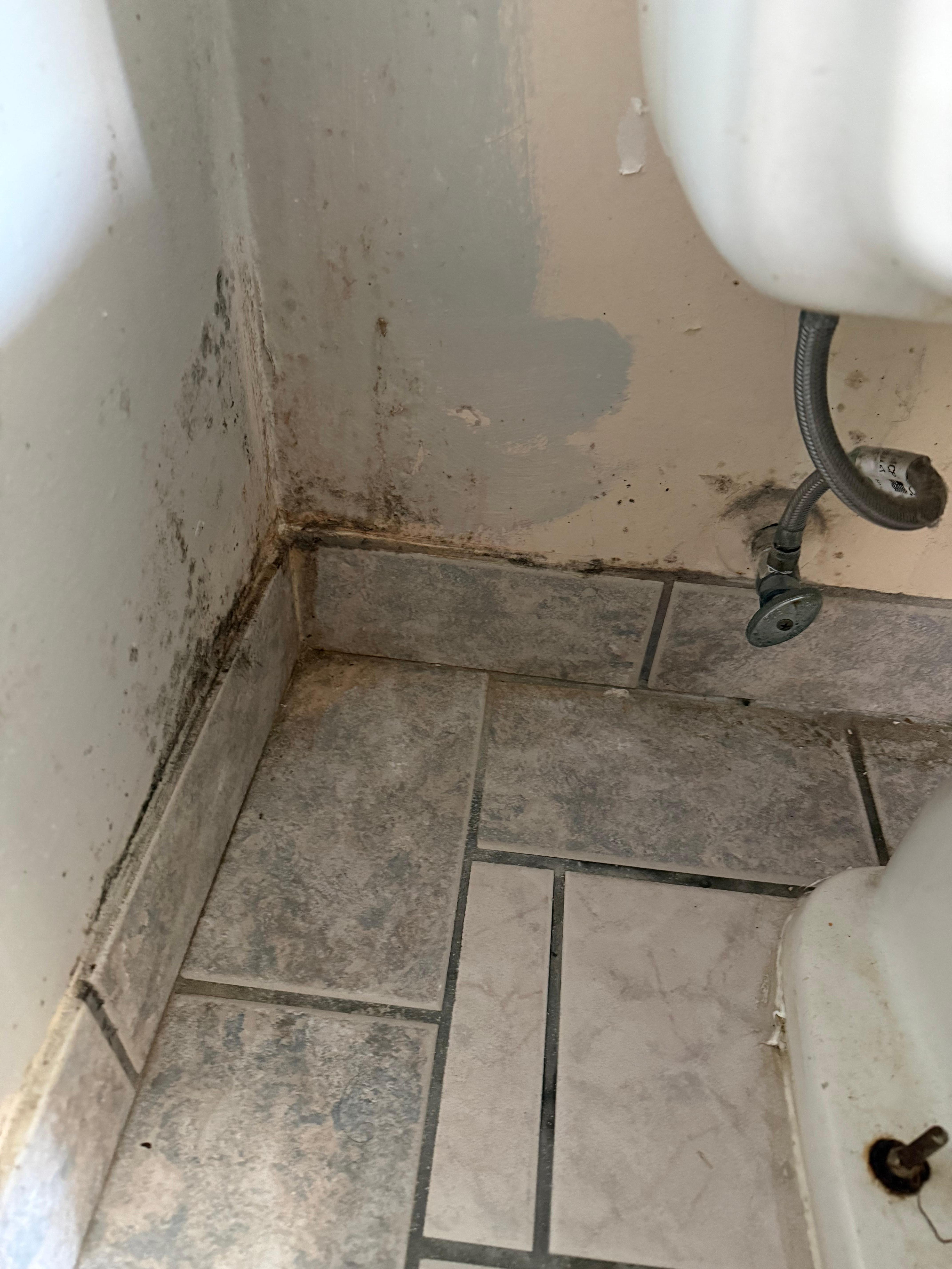 Black mold bathroom