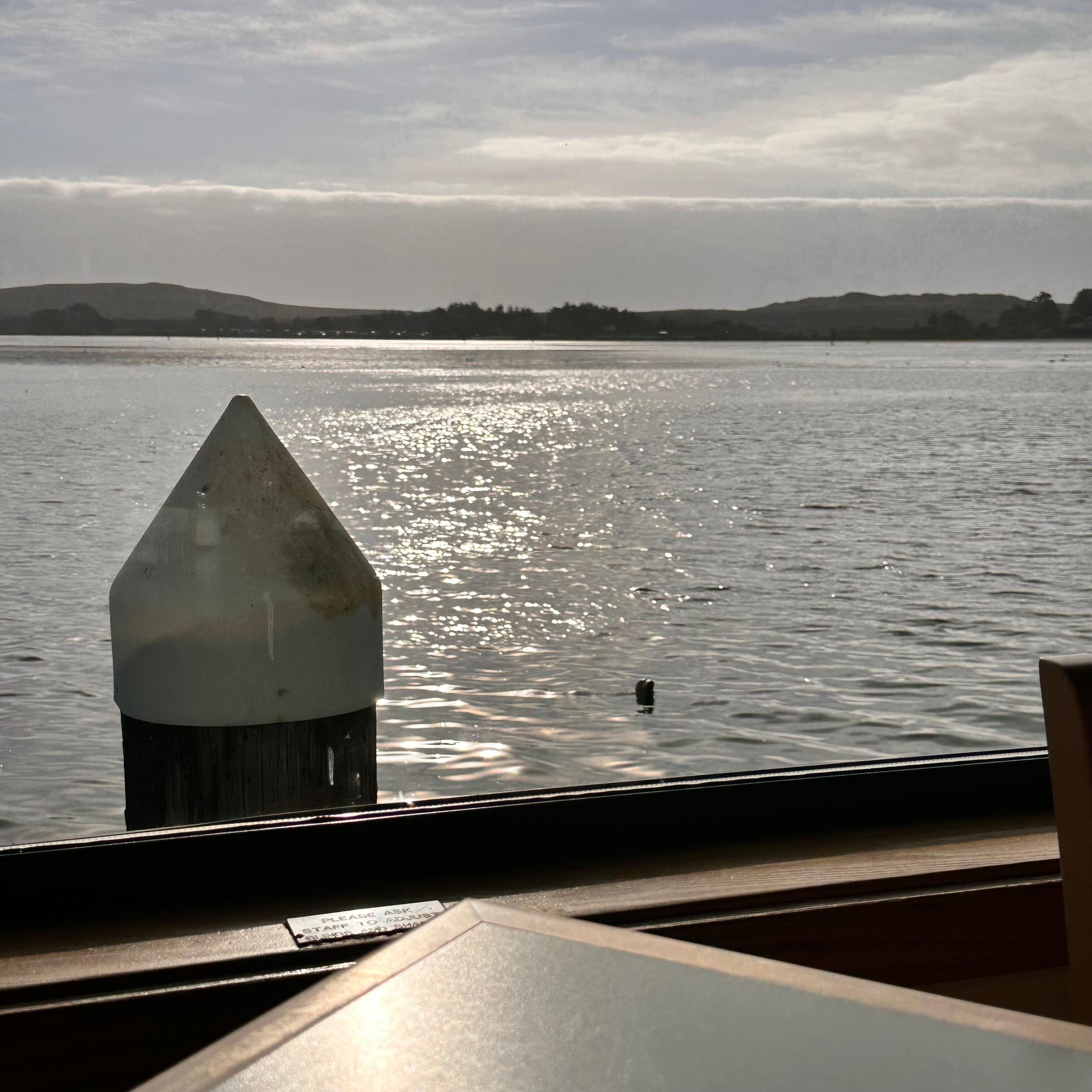 Seal outside our breakfast window
