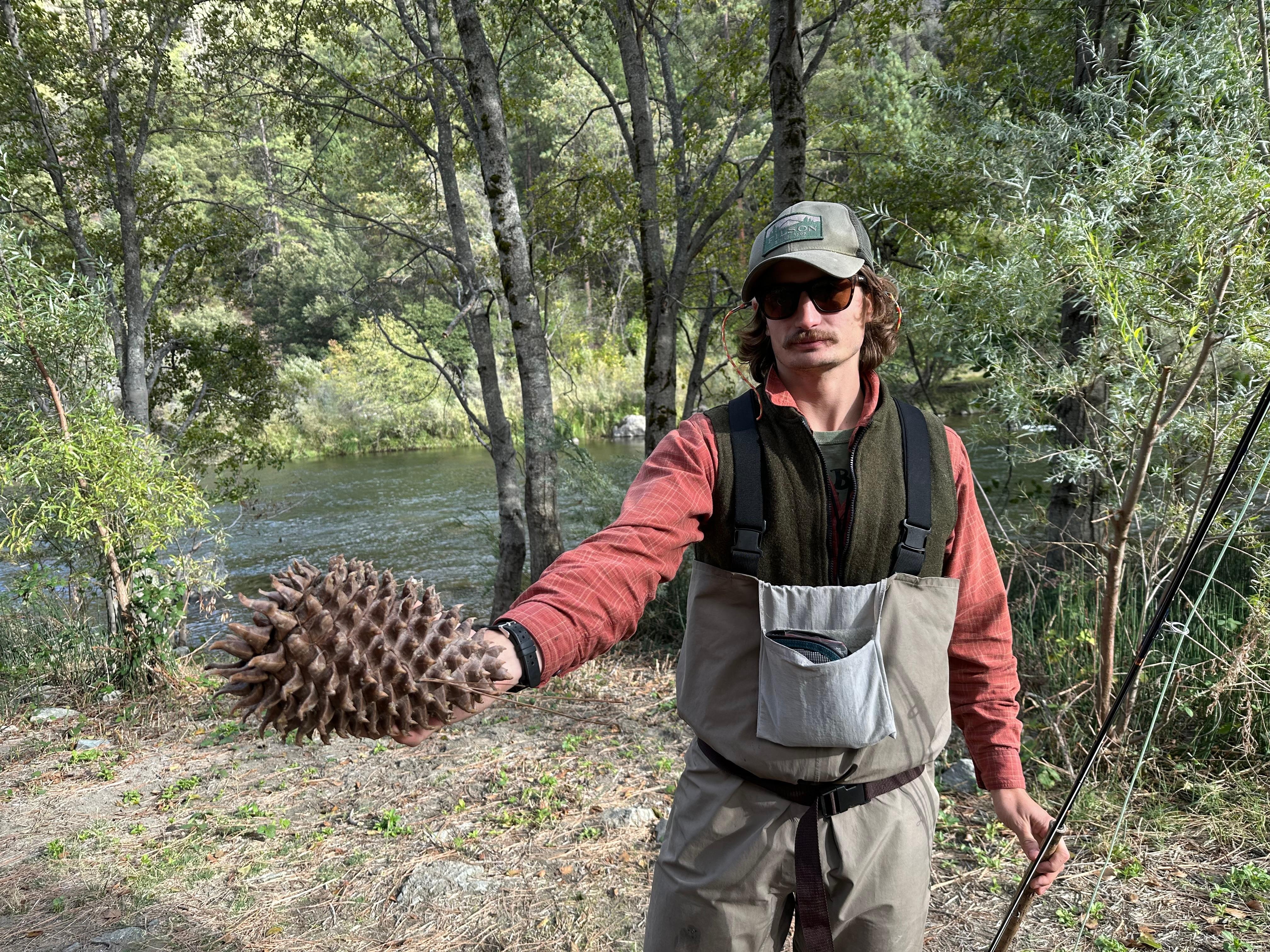 holly huge pine cone