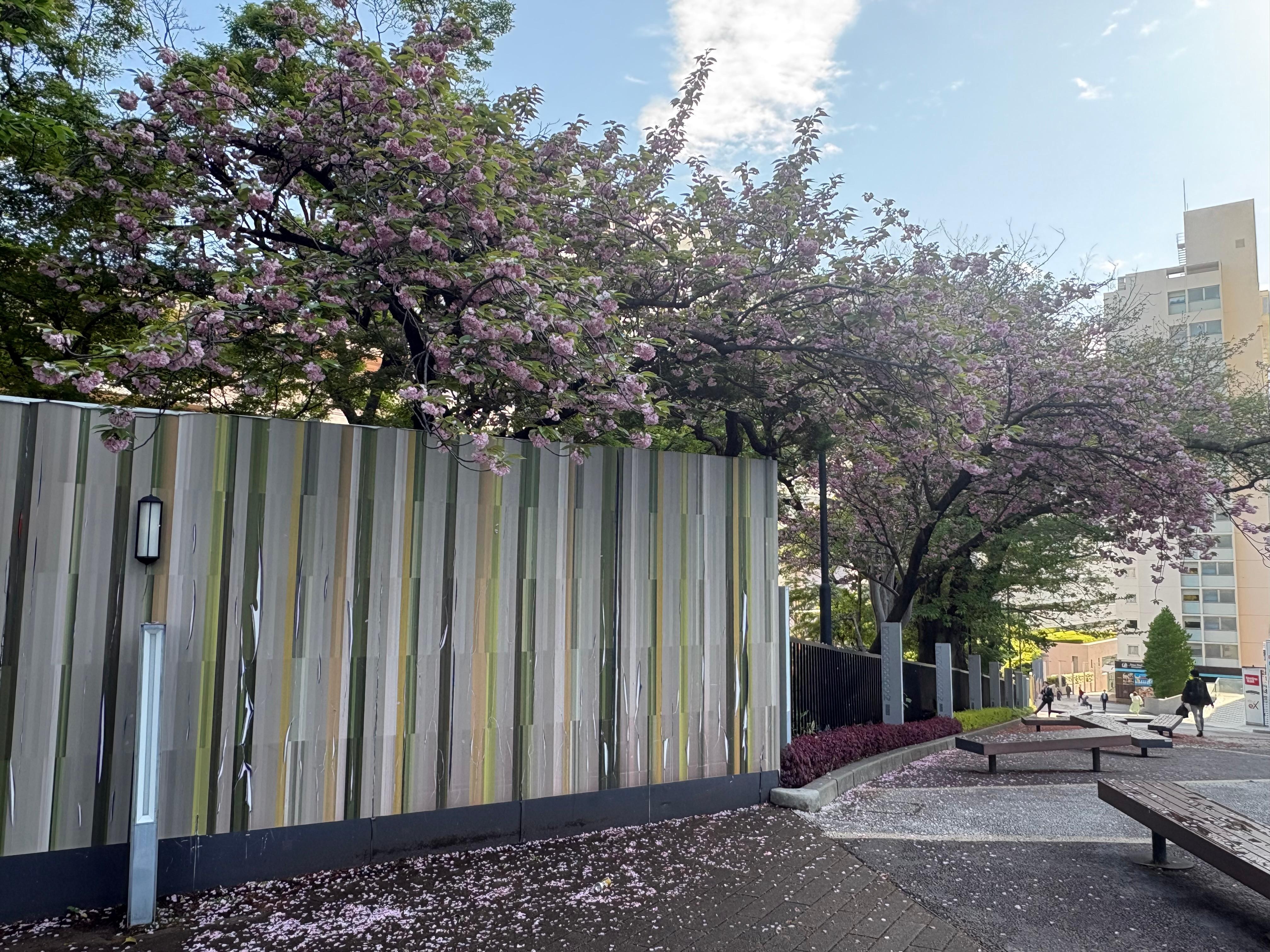 Sakura trees 
