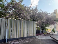 Sakura trees