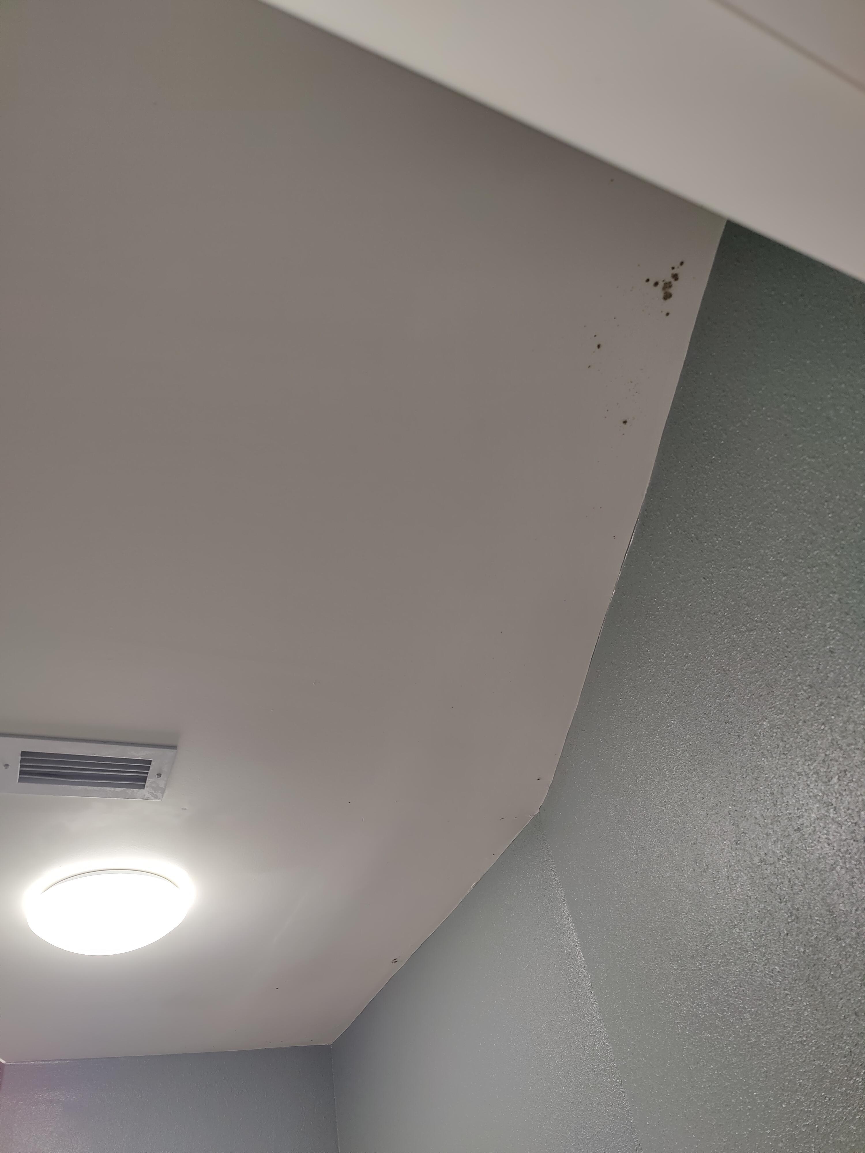 Black mold