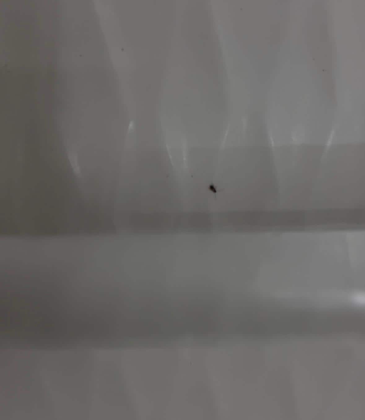 Bugs in the bathroom 